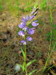 Polygala wolfgangiana