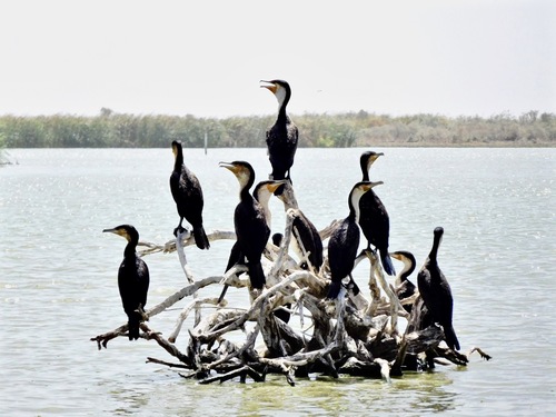 Great Cormorant, photo 9 of 9