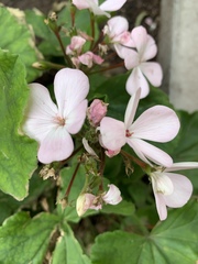 Pelargonium