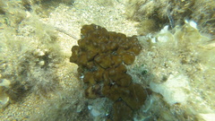 Chondrilla nucula