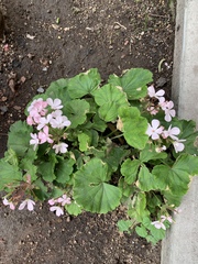 Pelargonium