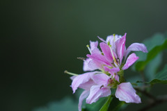 Bauhinia lunarioides