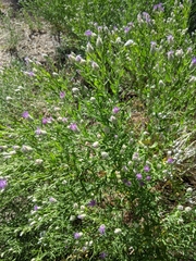 Lythrum californicum