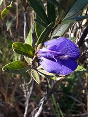 Periandra mediterranea