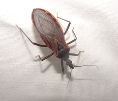 Triatoma rubida