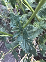 Scrophularia desertorum