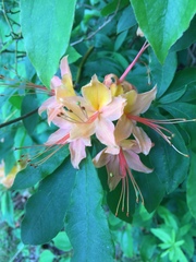Rhododendron calendulaceum