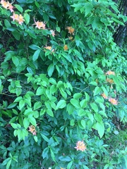 Rhododendron calendulaceum