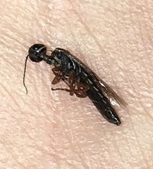 Xyeloidea