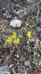 Sedum urvillei