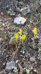 Sedum urvillei