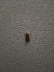 Taygete attributella