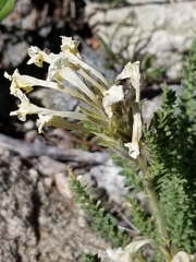 Polemonium brandegeei