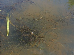 Potamogeton pusillus