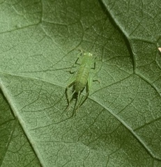 Cyrtoxipha columbiana