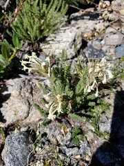 Polemonium brandegeei
