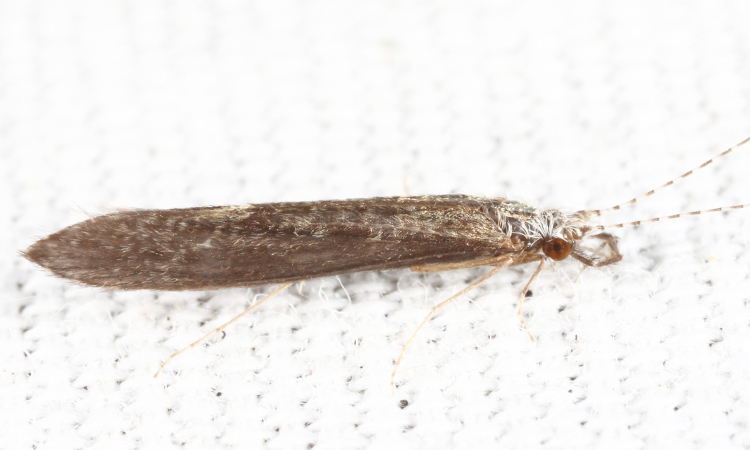 American Long-horned Caddisfly