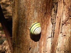 Asperitas colorata