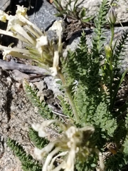Polemonium brandegeei