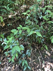 Lasianthus curtisii