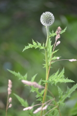 Echinops exaltatus