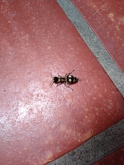 Hoplomutilla insignis