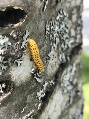 Pristiphora geniculata