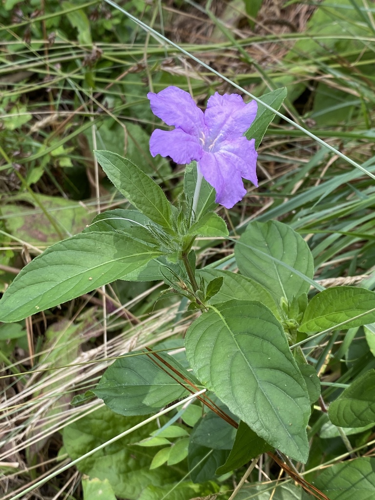 Carolina ruellia from Oaklands Rd, Easton, MD, US on July 11, 2020 at