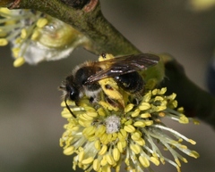 Andrena ruficrus