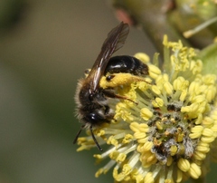 Andrena ruficrus