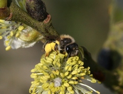 Andrena ruficrus