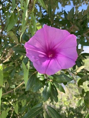 Ipomoea pedicellaris