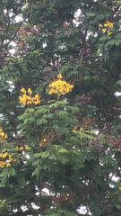 Peltophorum pterocarpum