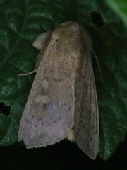 Leucania pseudargyria