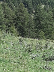 Marmota marmota