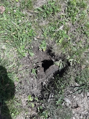 Marmota marmota