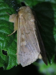 Leucania pseudargyria