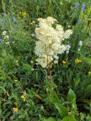 Filipendula