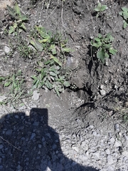 Marmota marmota