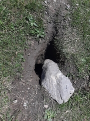 Marmota marmota