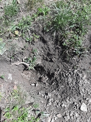 Marmota marmota