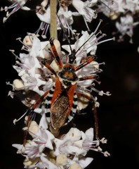 Rhynocoris punctiventris