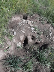 Marmota marmota