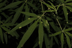 Aceria massalongoi