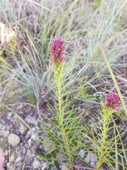 Liatris aestivalis