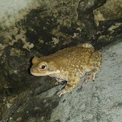 Duttaphrynus stomaticus