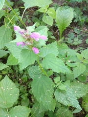 Lamium maculatum