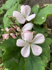 Pelargonium