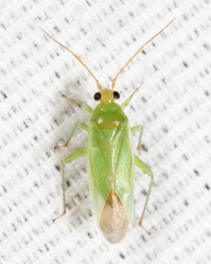 Orthotylinae