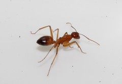 Camponotus sanctus